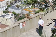 274 gibraltar affen